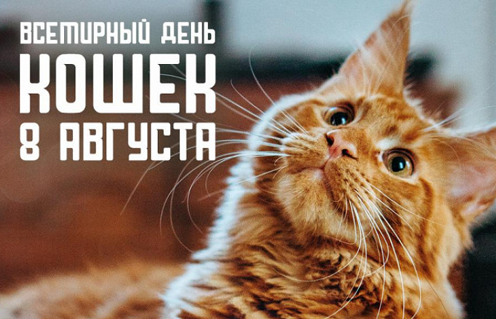 Всемирный день кошек