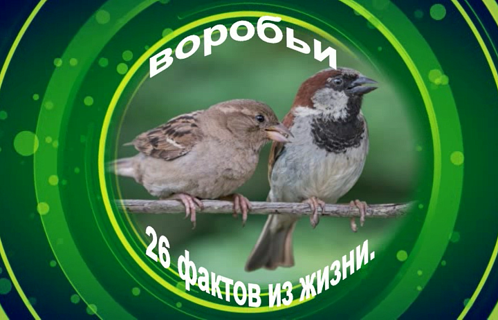1 апреля — Международный день птиц